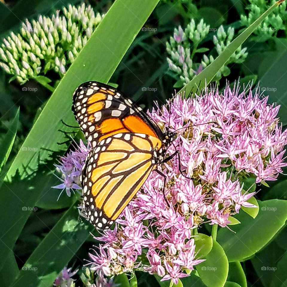 Monarch Butterfly feeding on pink flowers