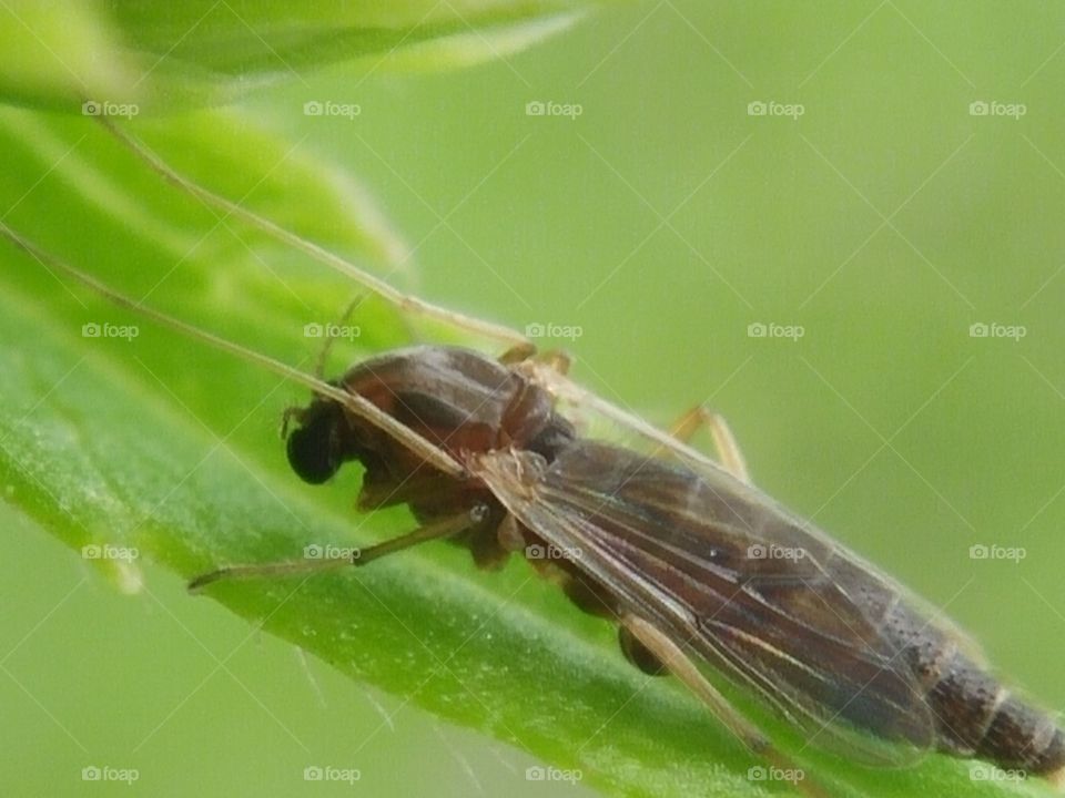 Close-up of insect on plant