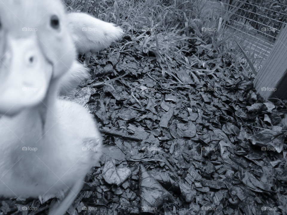 Happy gray story in the farm little duck like to see camera