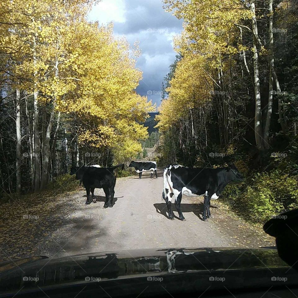 cows on the road on missionary ridge