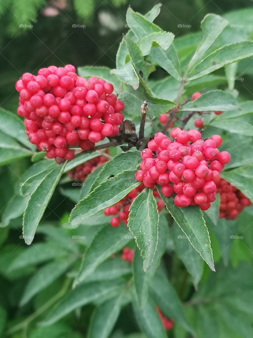 Fruits