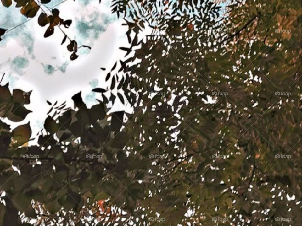 nature, tree, trees, foliage, fox trees, sky, tree against the sky, oboaka, fluffy oboaka, sweet oboaka, atmosphere, atmospheric photo