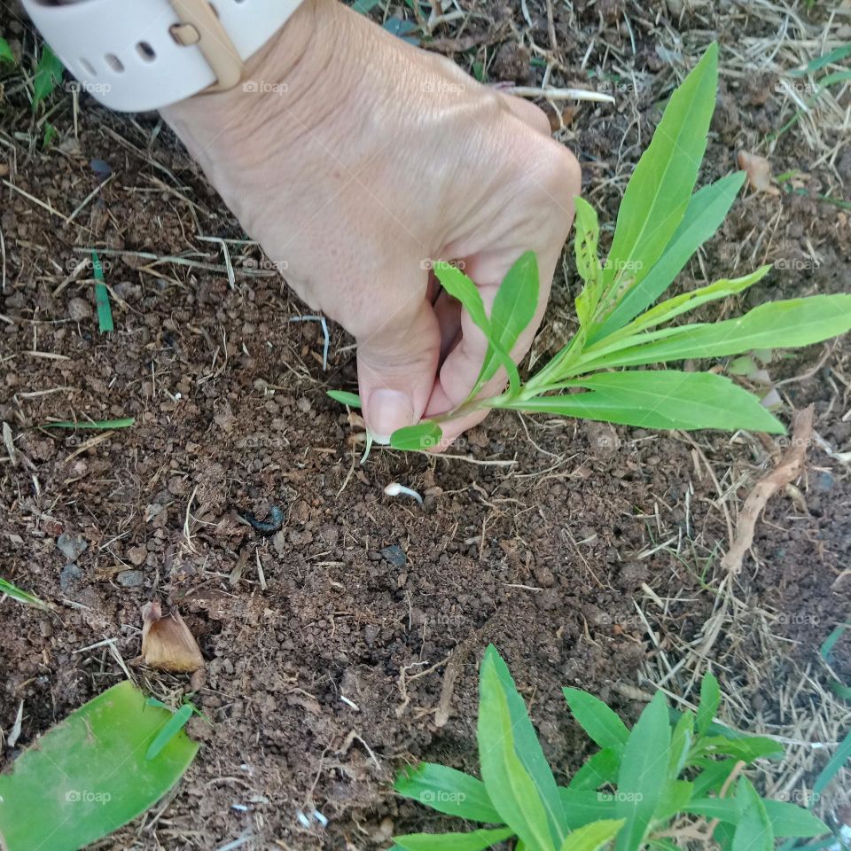 planting arnica on the ground, home garden