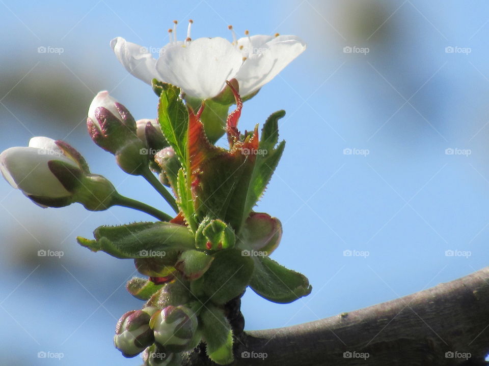 Cherry blossom buds and one flower in full bloom