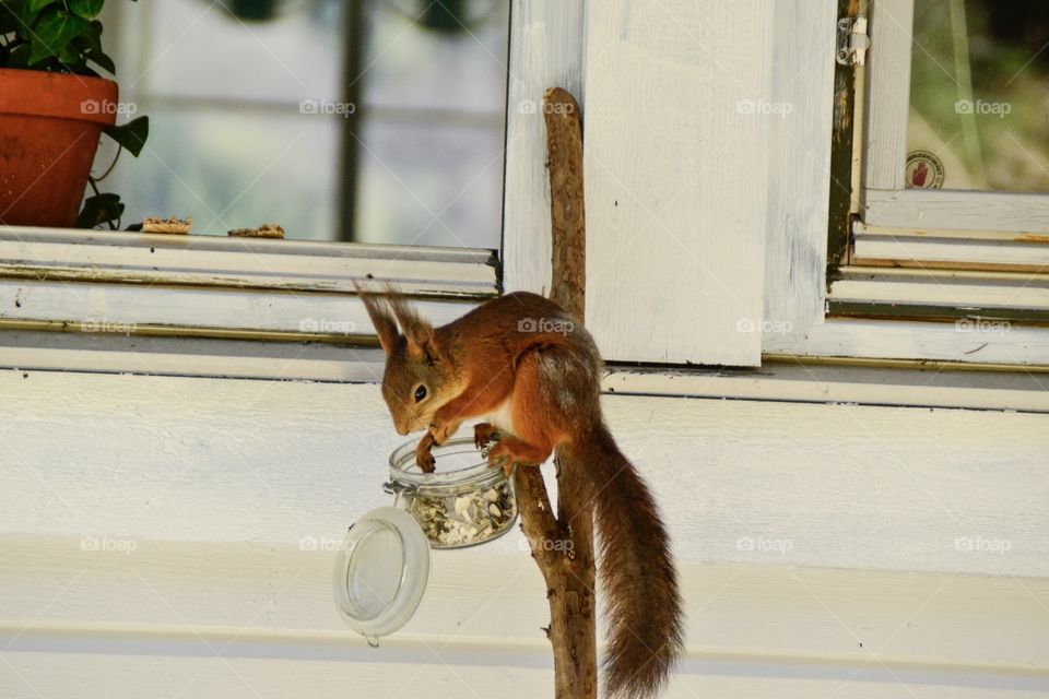 Happy Squirrel on bird feeder near window