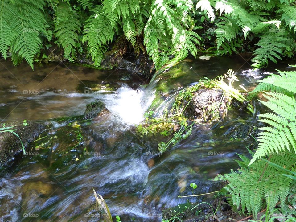 The water of a peaceful little stream flows through the middle of the ferns lit by a ray of sunshine.