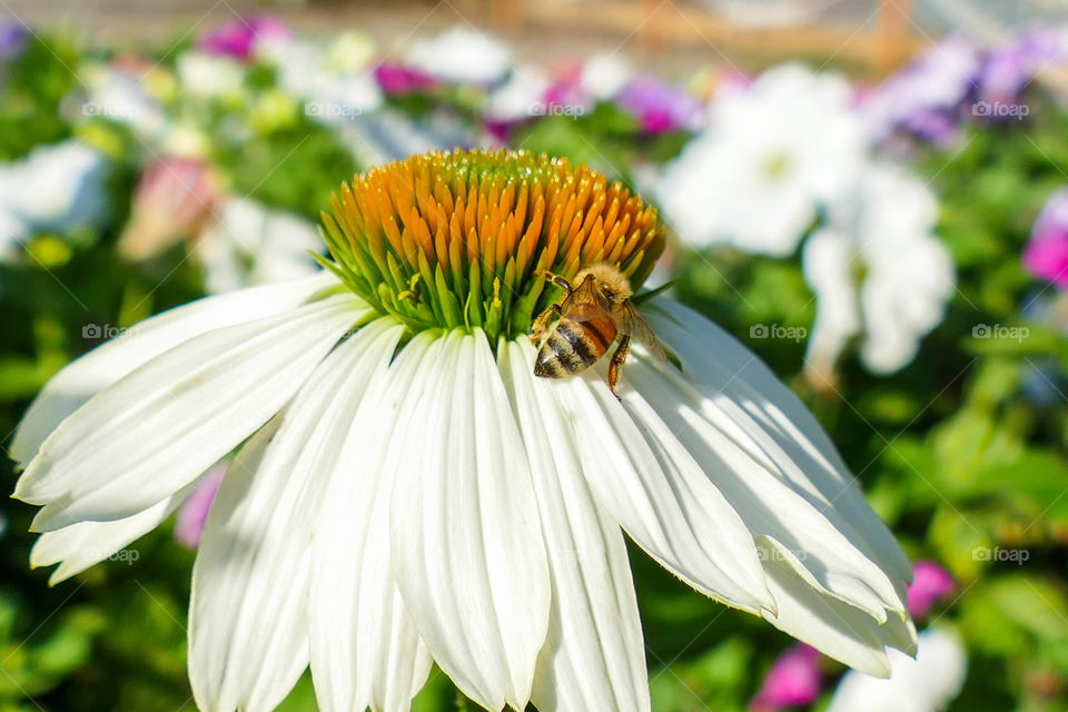 Echinacea pallida, pale purple coneflower