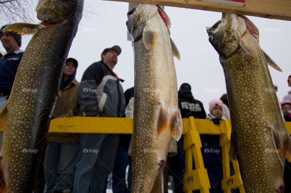 Fish hangs on the fishing boards at the Lake Winnepesaukee fishing