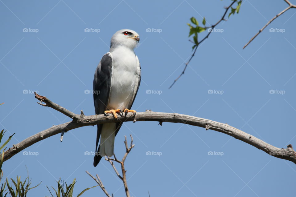 Beady eyes watching you