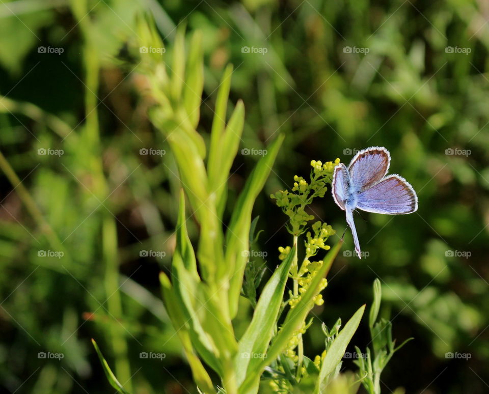 Blue butterfly.