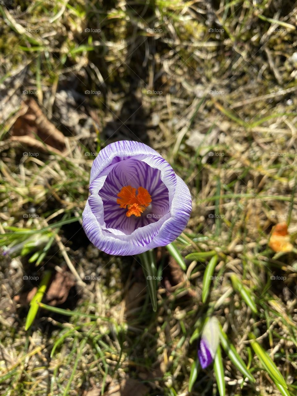 beautiful, spring flowers.  crocuses bloomed in the park, beautiful flowers growing in the ground, crocuses, snowdrops