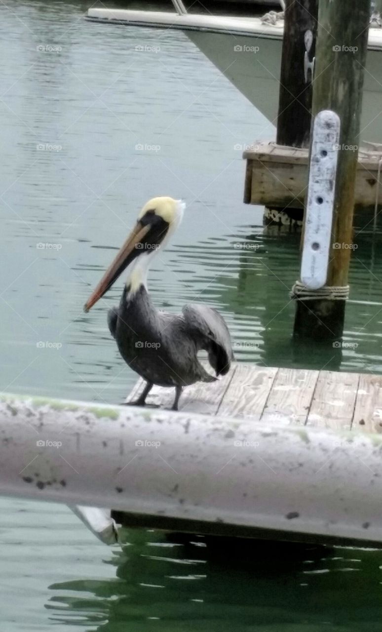 Louisiana State bird pelican at boat dock