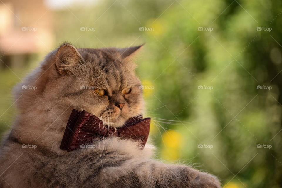 Fashionable cat with bow looking from balcony