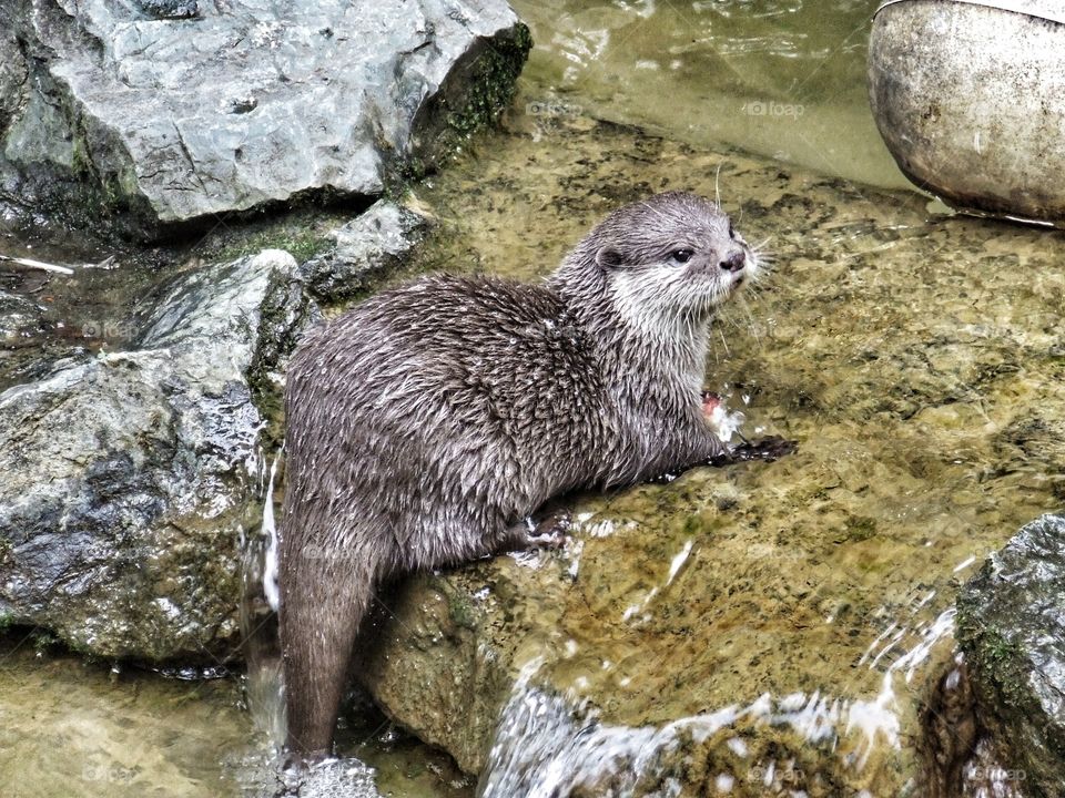 River otter close-up