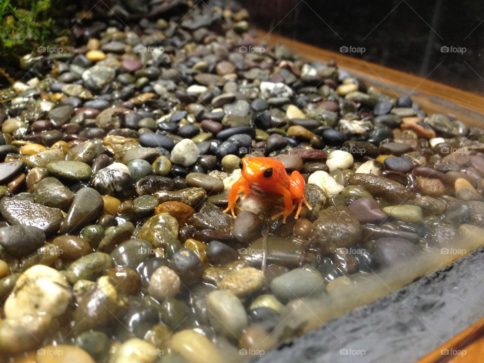 Tiny red frog