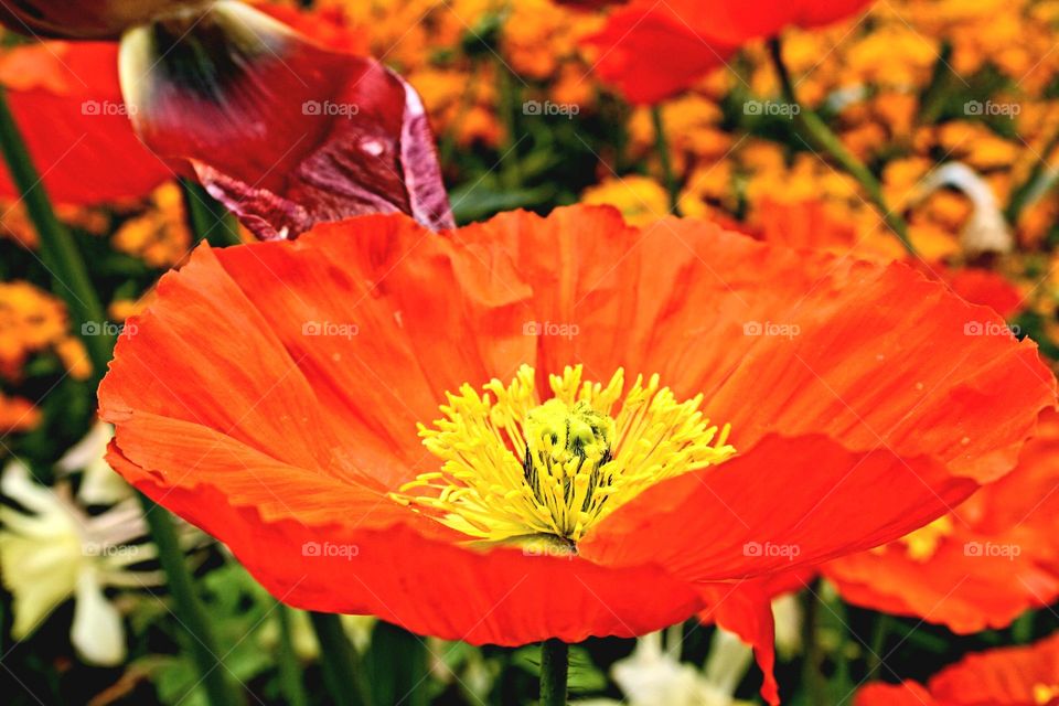 beautiful floral splendor