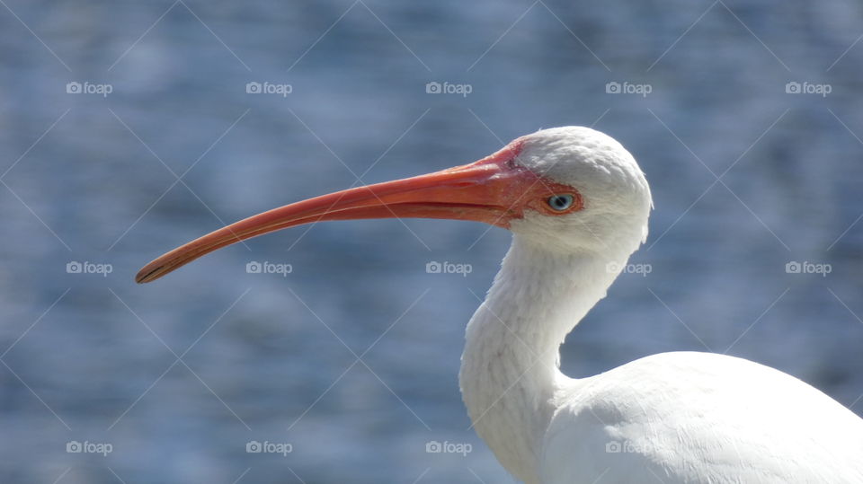 ibis