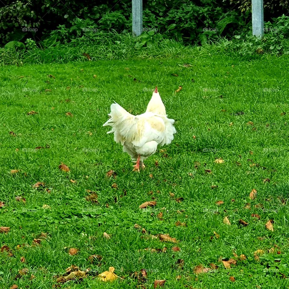 A white rooster across the lawn.