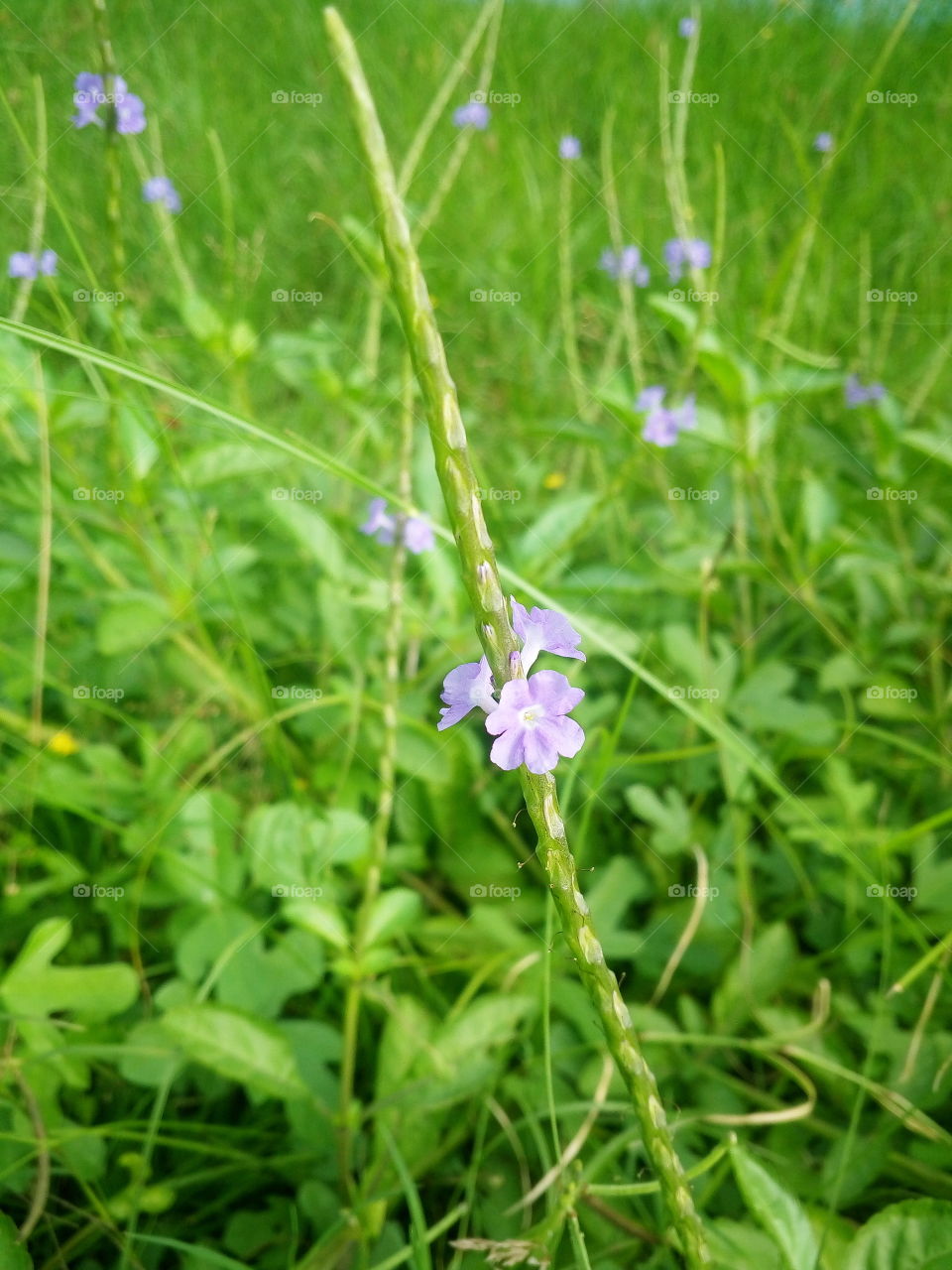 Nature never goes out of style