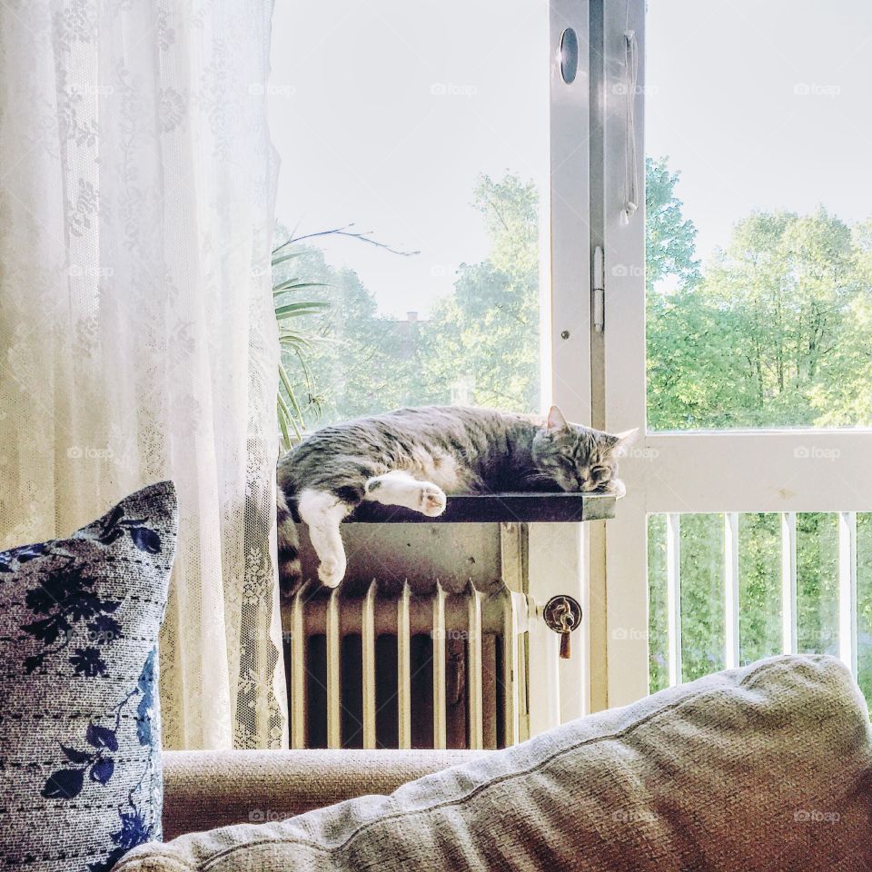 Cat sleeping in the window