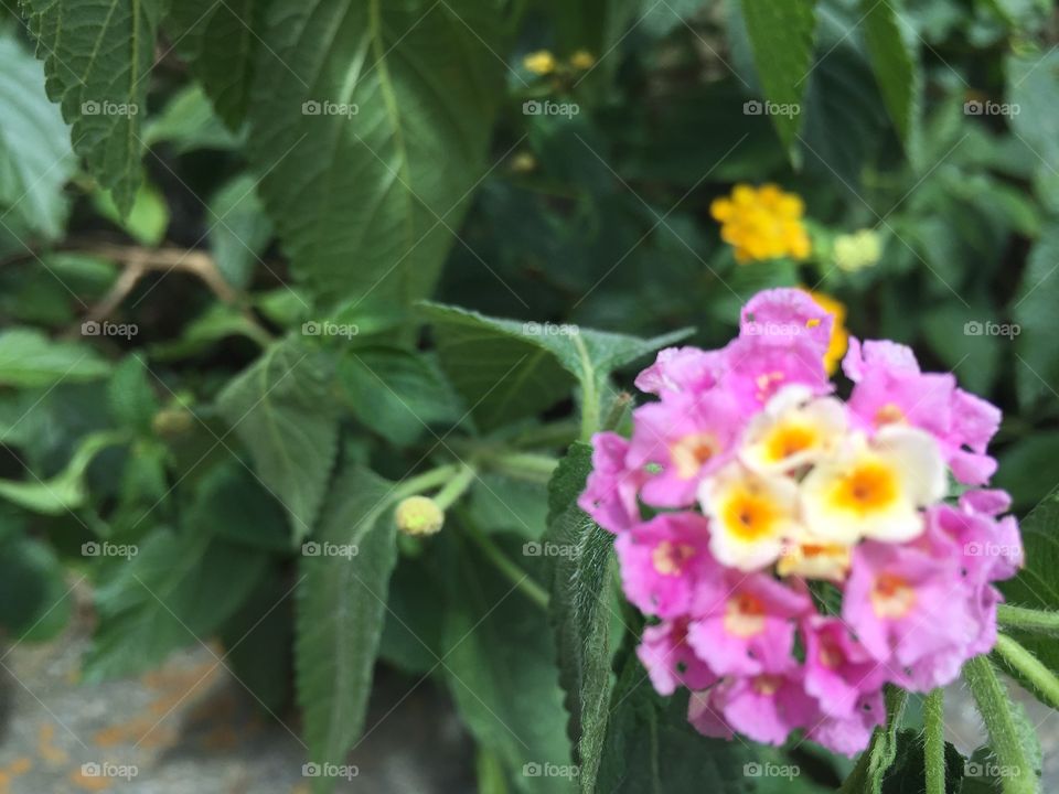 Just in front the window 