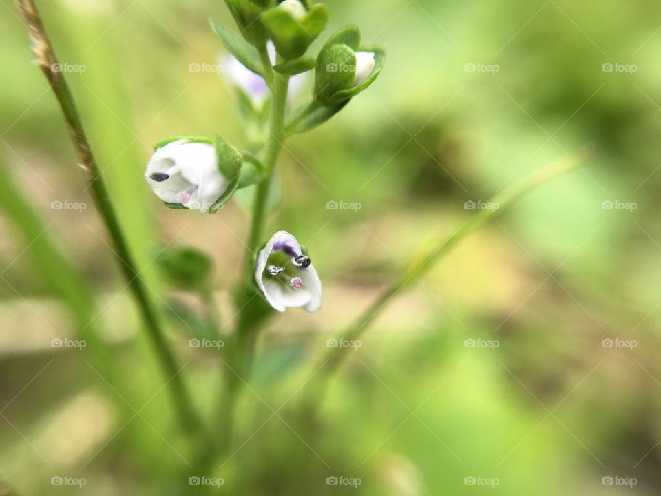 Tiny flowers in my grass