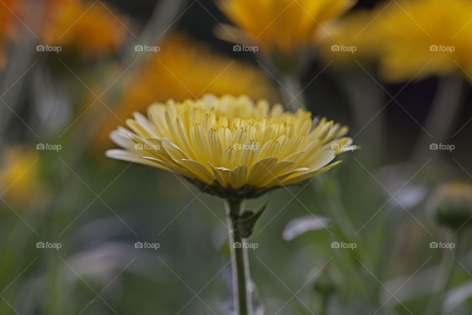 autumn yellow flower, on a sunny day