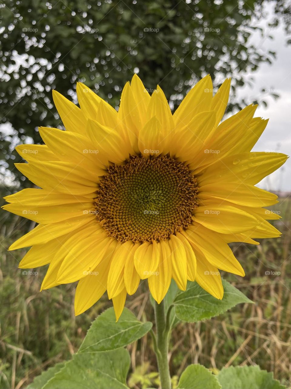 Sunflower 