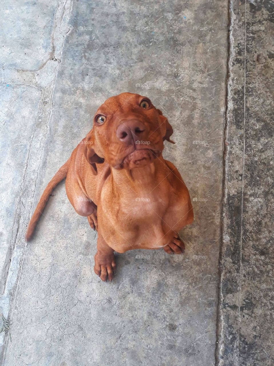 Dog staring at the camera