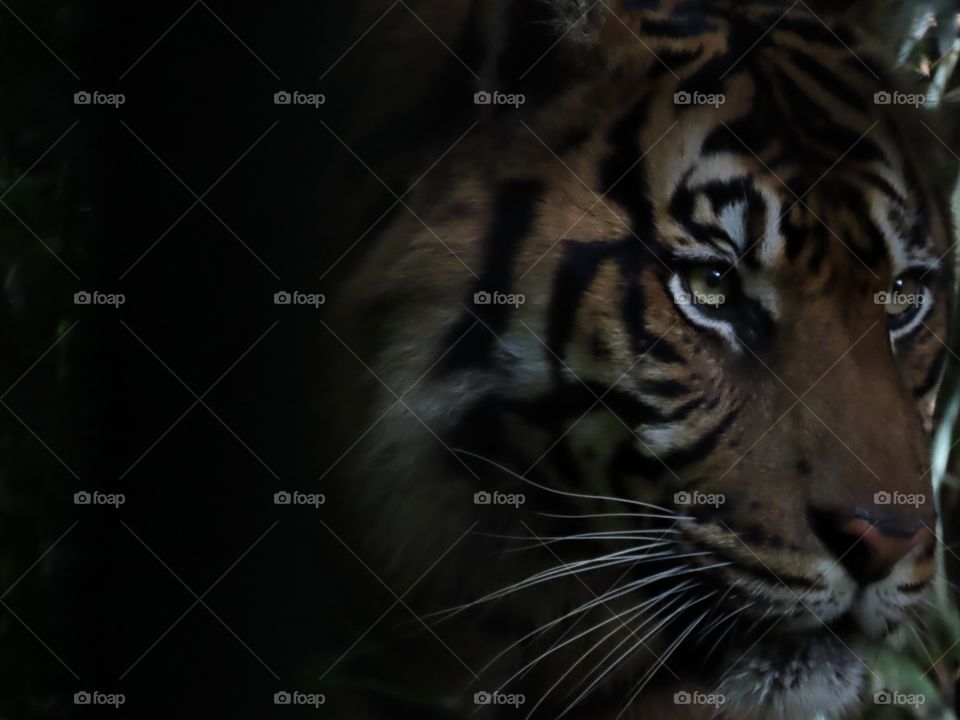 Tiger prowling in the shadows of a bamboo forest.