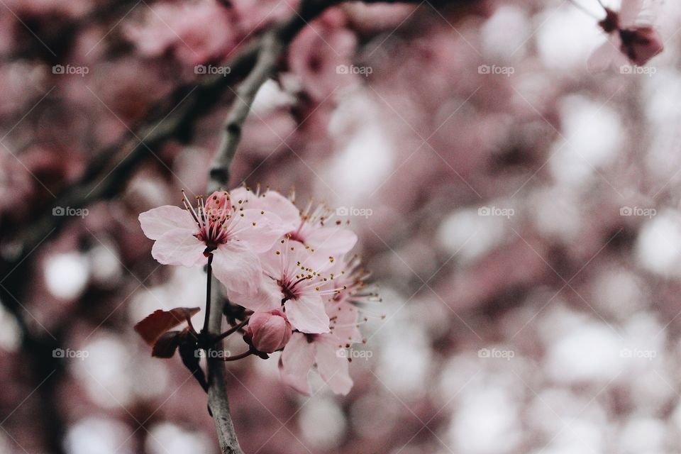 A Cherry Blossom Close-Up