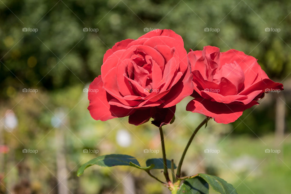 two red roses