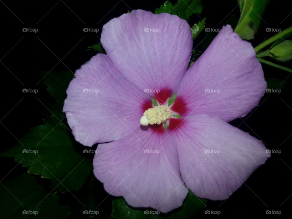 beautiful rose of Sharon hibiscus flower, pink purple