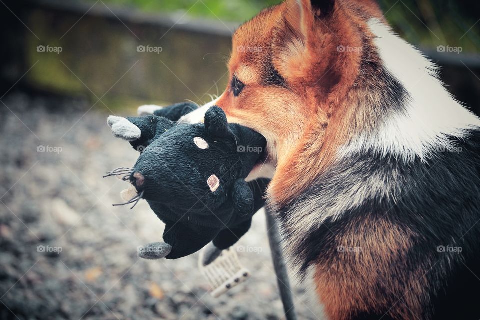 Puppy playing with her toy