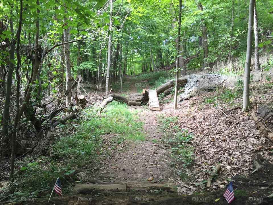 Wood, Nature, Landscape, Leaf, Tree