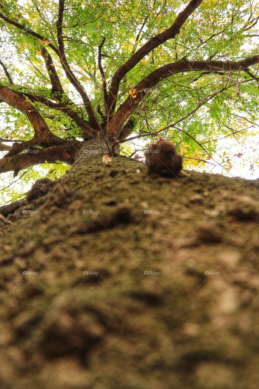 Up A Tree