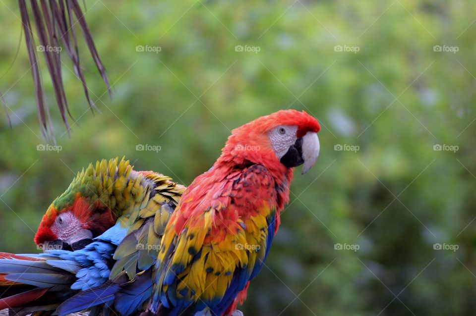 Scarlet macaw