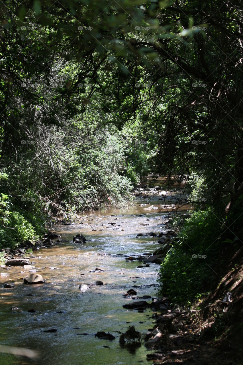 A river through the forest