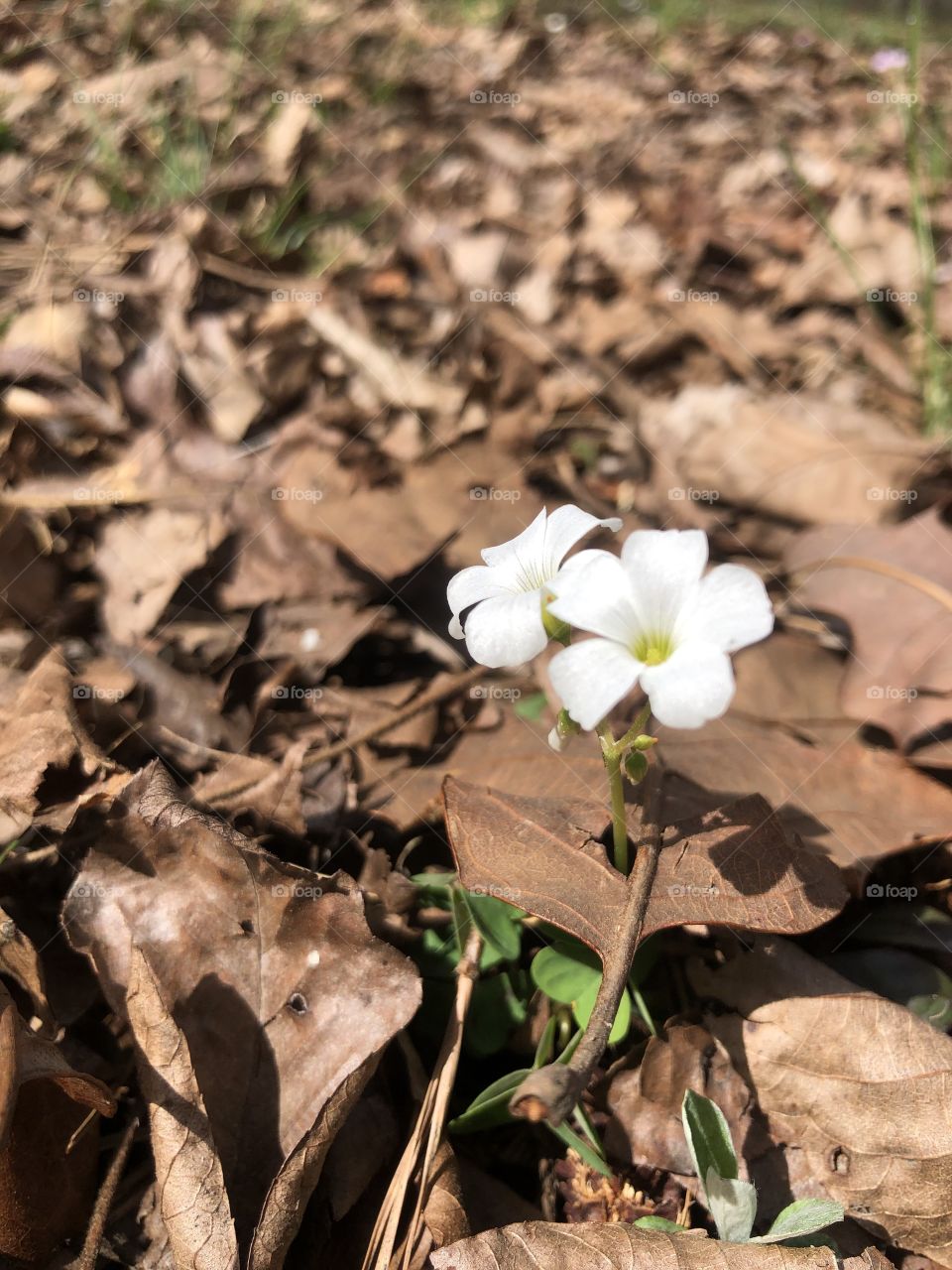 Tiny white wildflowers 