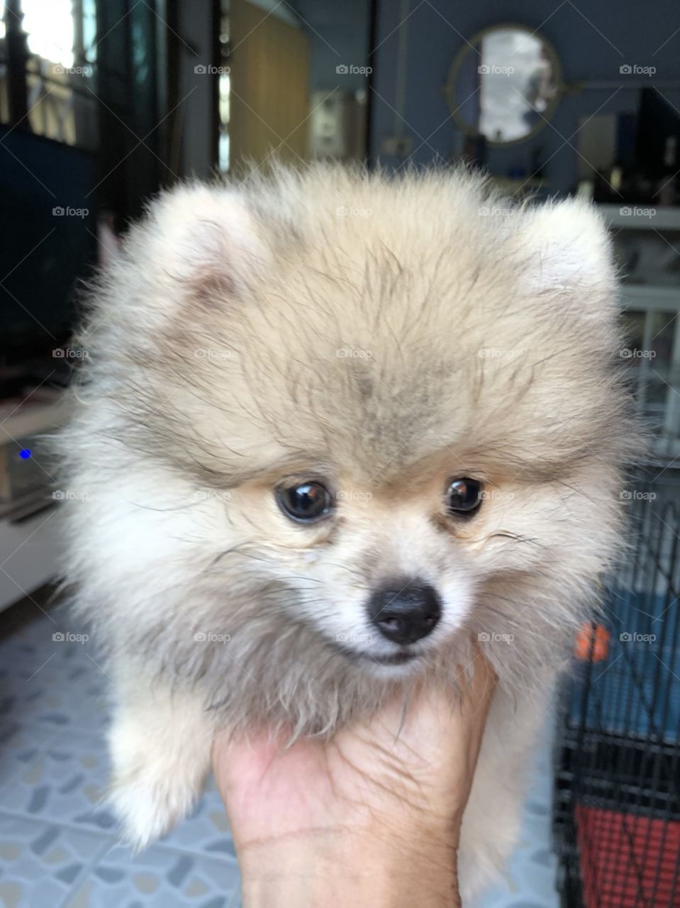 soft brown female puppy "pomeranian" on the hand.