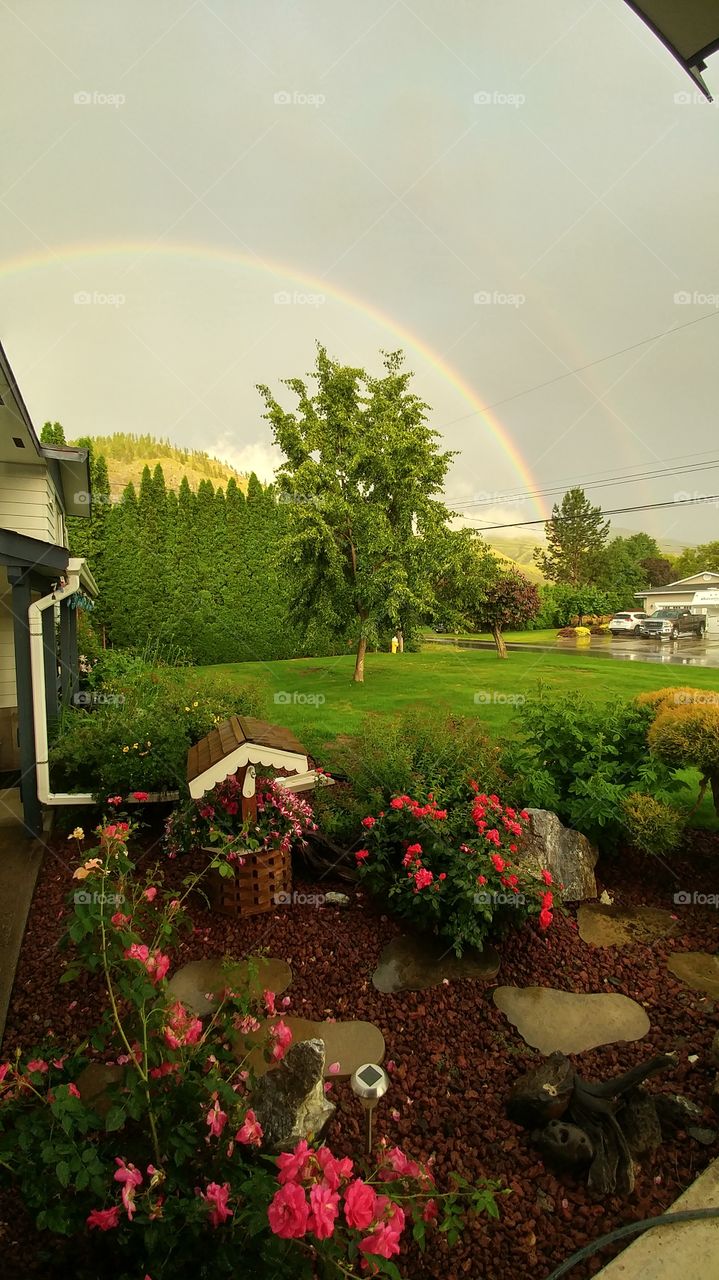 Rainbow Over Roses