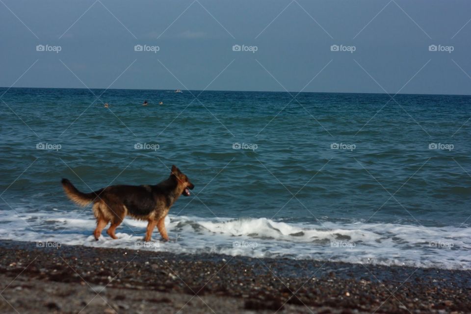 Beach, Water, Sea, Seashore, No Person