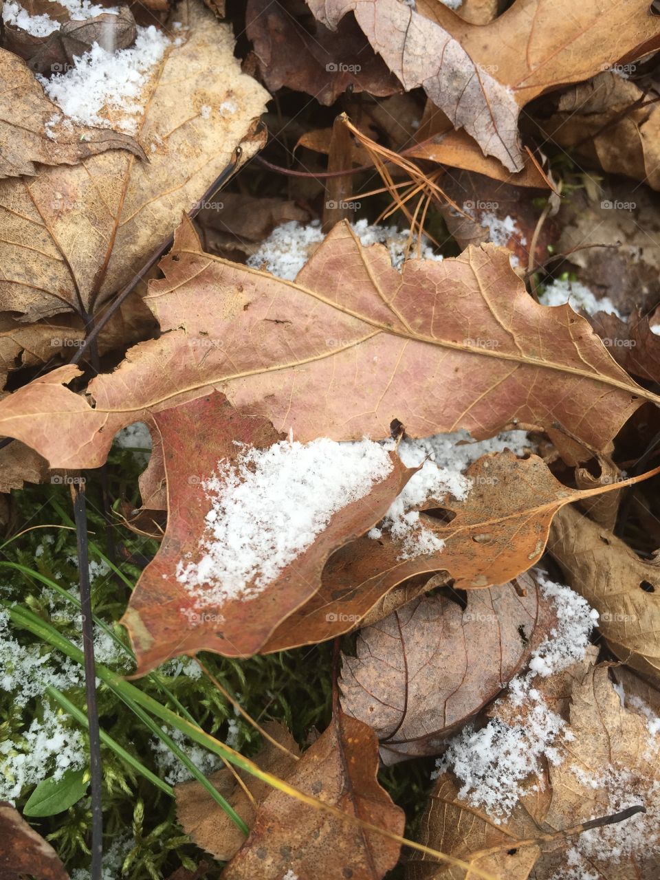 Snowflakes on fallen leaves 