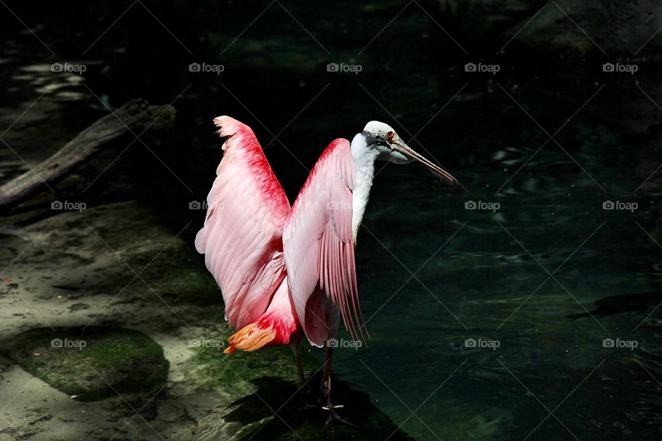 Pink pelican 