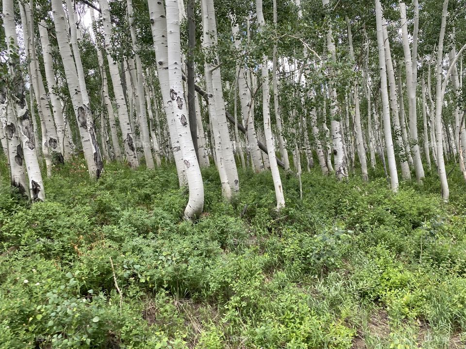 Aspens 