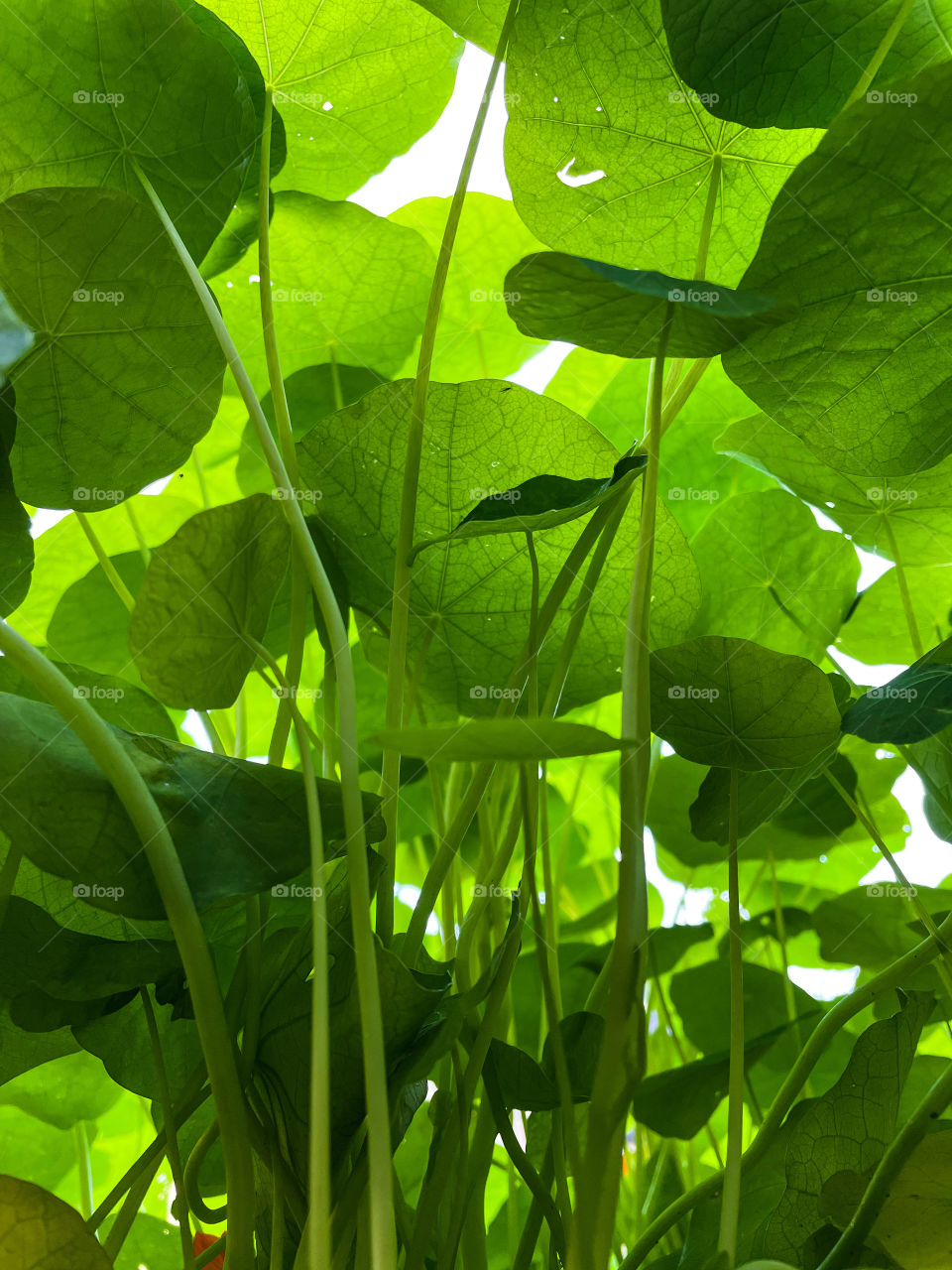 Plant plants upwards view underneath leafs stems vines green colorful bright nature outdoors Beautiful Bush leafy petals leaves tall botany Garden yard daytime light Botanist stem leaf veins vegetation greenery