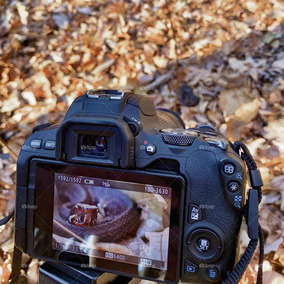 iPhone photo of me taking some close ups of a cottonmouth