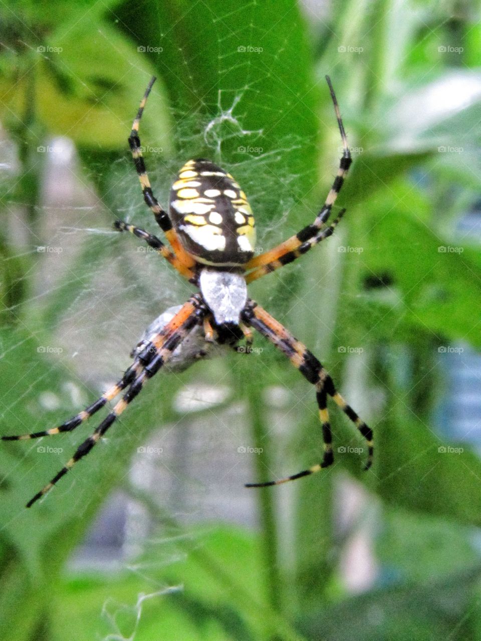 yellow and black spider on web outdoors