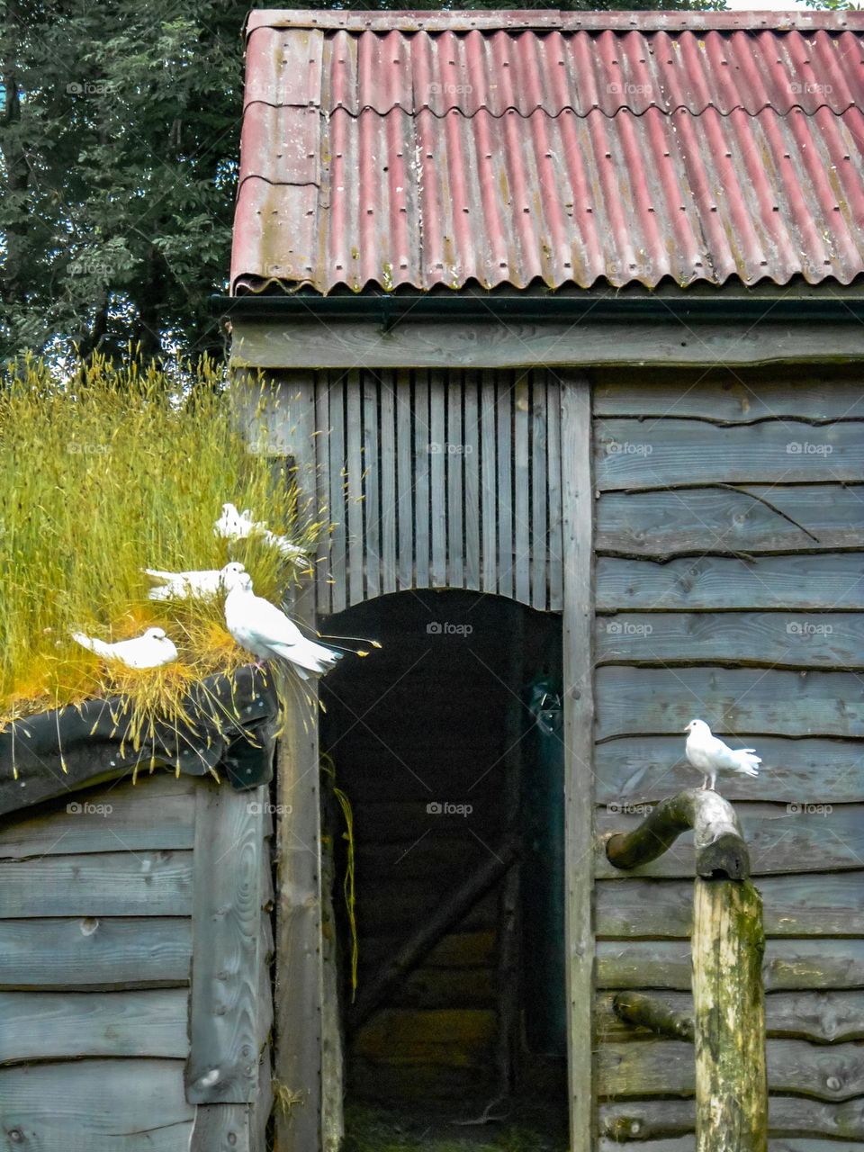 Pigeons by the shed