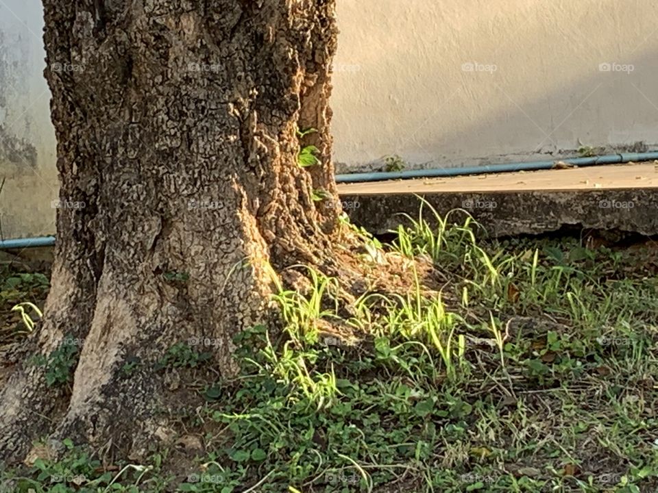 Trees around everywhere, Countryside (Thailand)